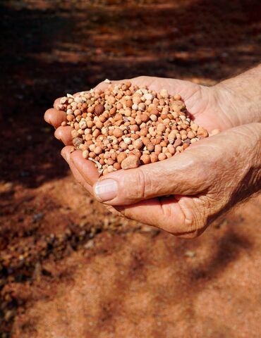 Two hands holding bauxite ore in sandy field.